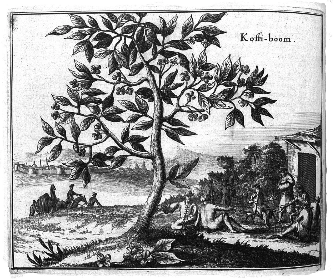 L0011012 Coffee Tree, in Olfert Dapper Early drawing of a coffee tree