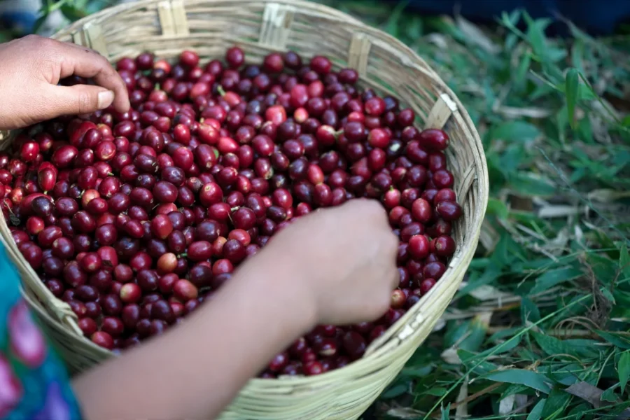 Coffee Cherries Hand Sorting