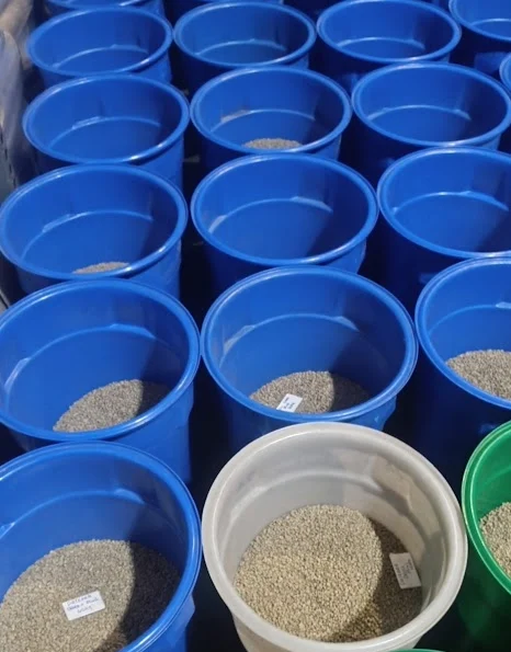 Coffee beans in bins on the roasthouse floor