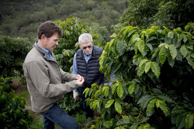 Best coffee Arabica genome sequenced