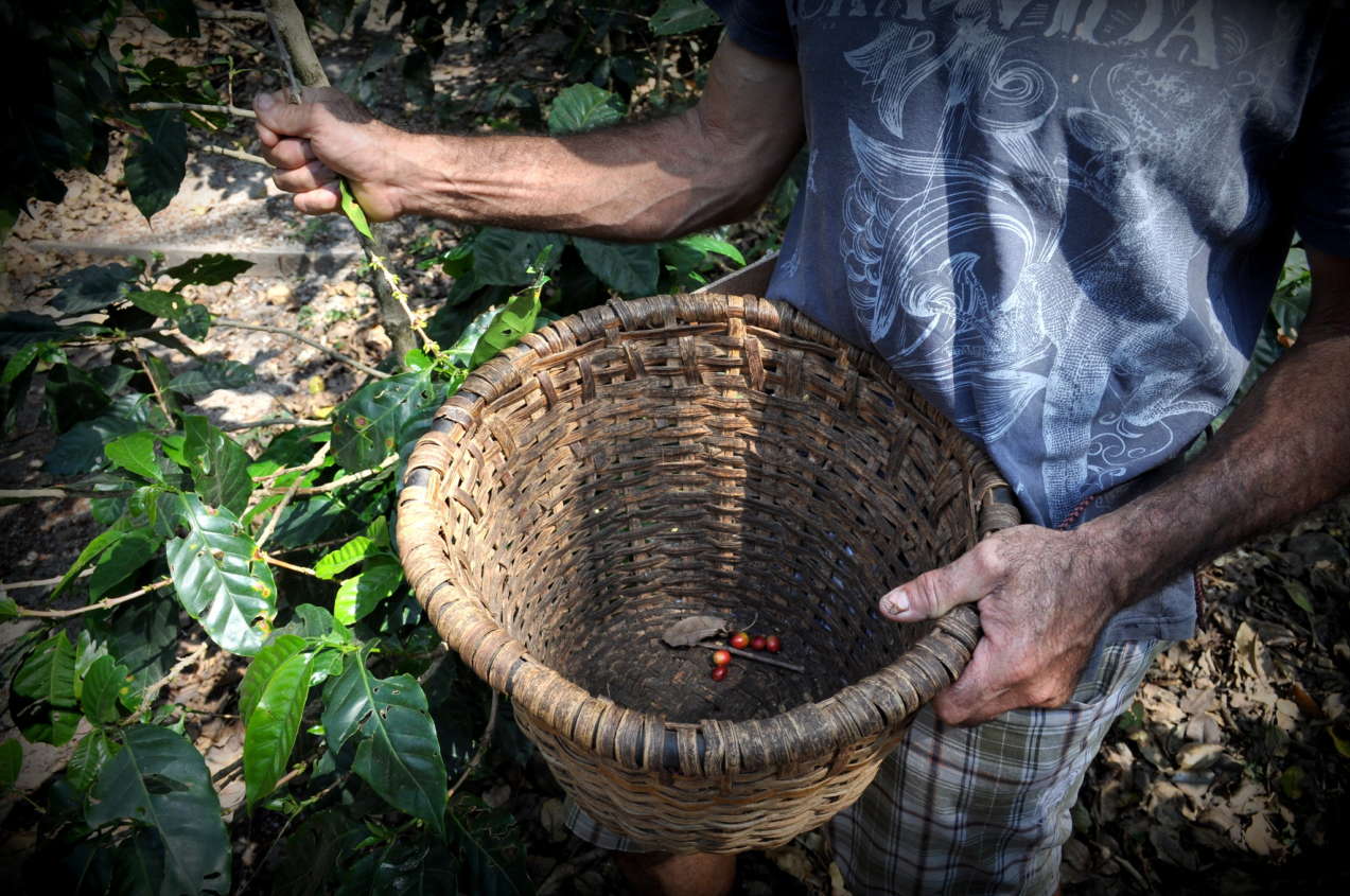 coffee harvest 2021