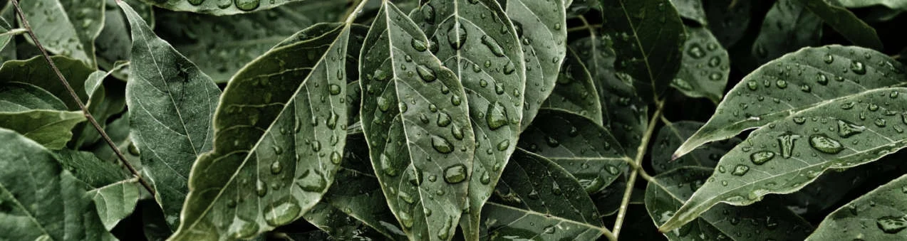 Coffee Leaves Best Beans