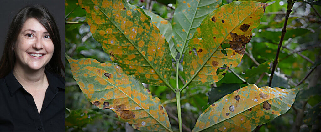 Coffee Leaf Rust Catherine Aime