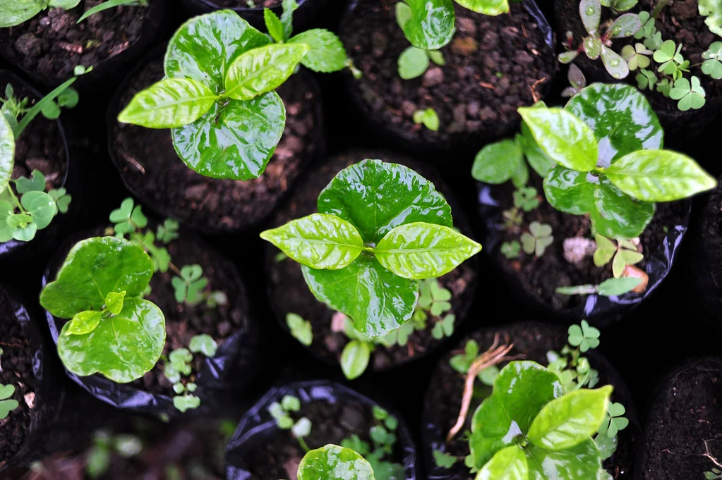 Disease resistant coffee varietals