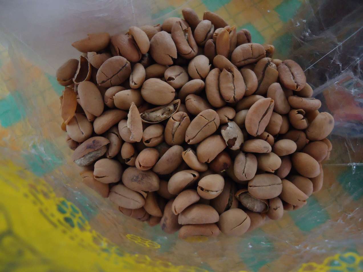 Kopi Luwak beans roasted