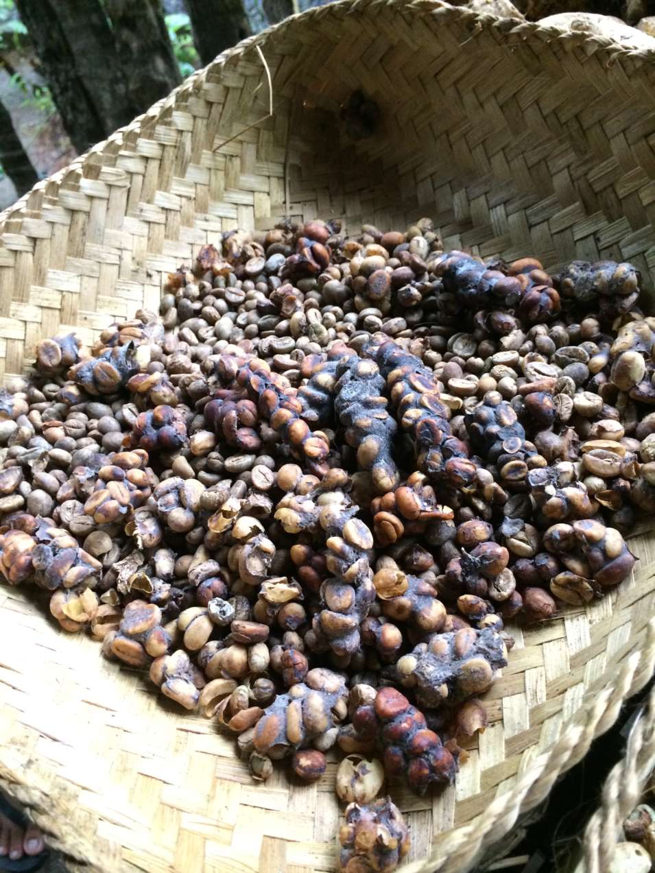 Kopi Luwak as it is collected.
