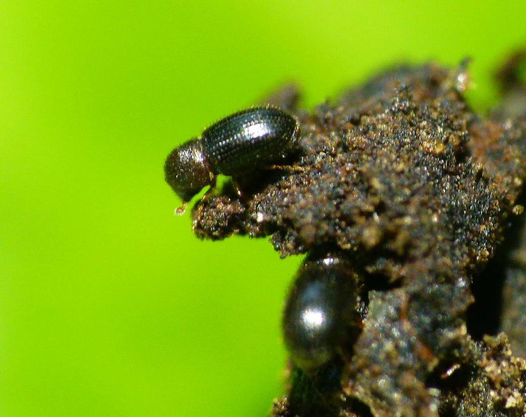 Coffee conservation Coffee berry borer