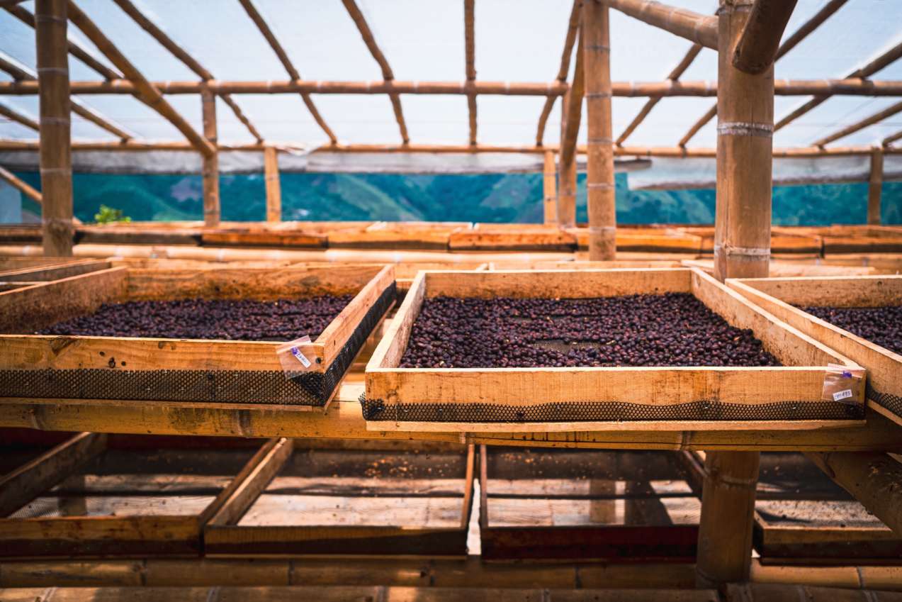 Coffee cherries drying in the sun