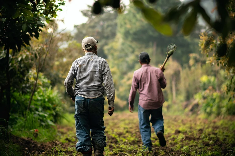 Mexican Coffee Workers