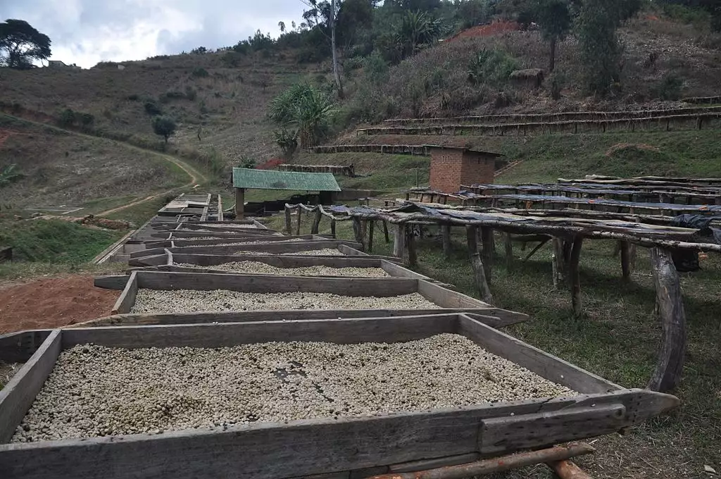 Coffee processing sieves and racks