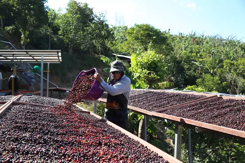 Coffee processing drying coffee cherries