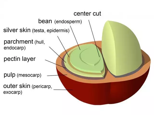 Coffee Bean Structure Cross Section