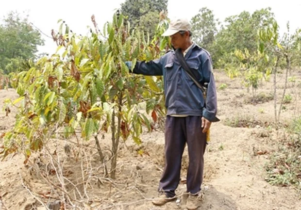 Drought in Vietnam