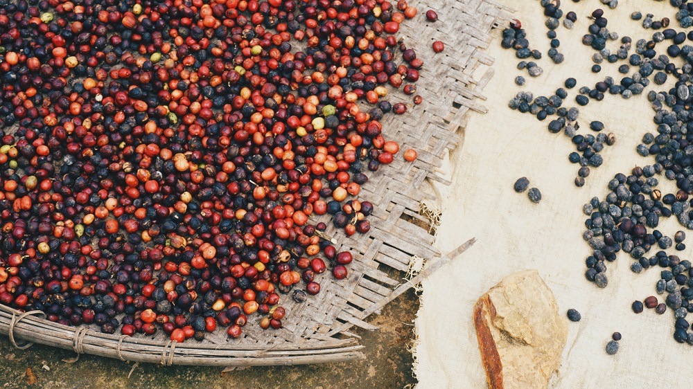 Global demand coffee Vietnamese harvest