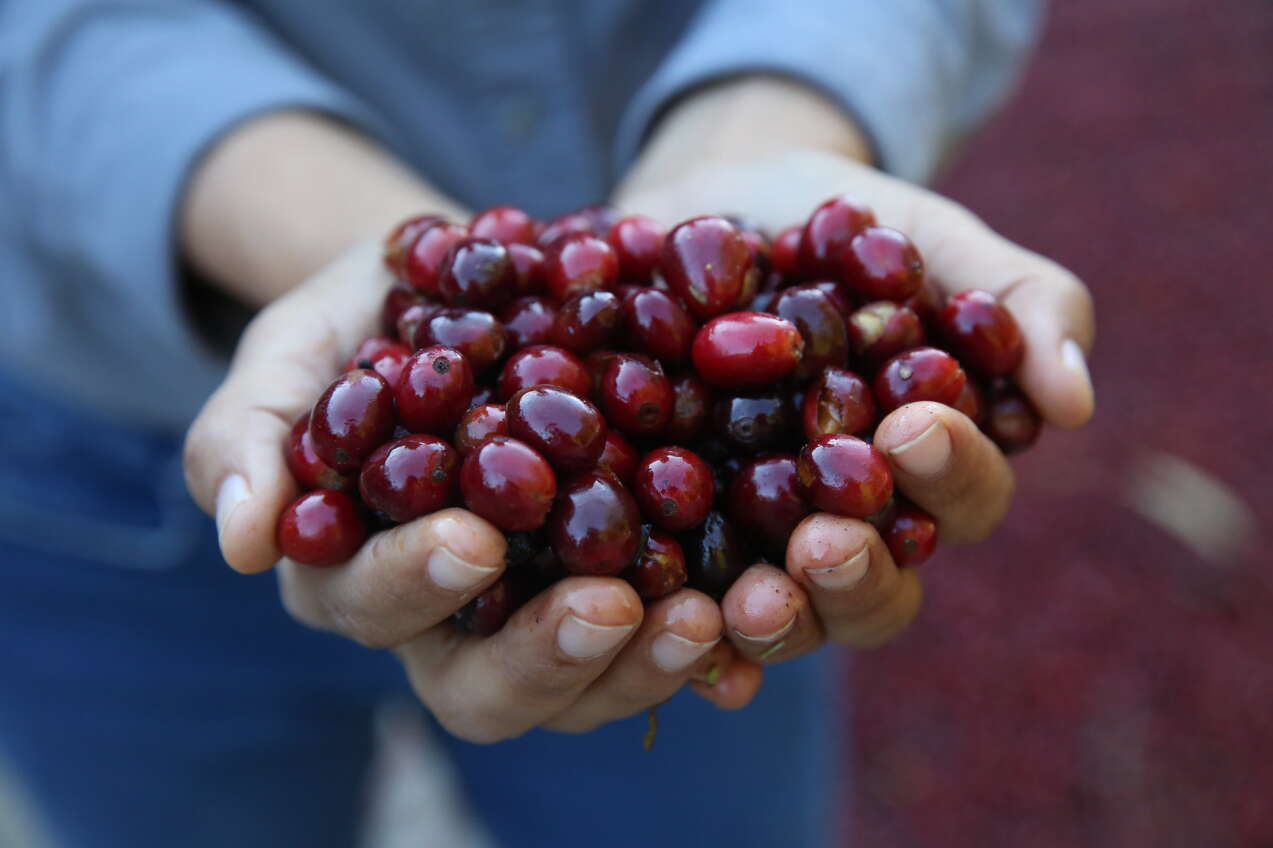 Coffee cherries