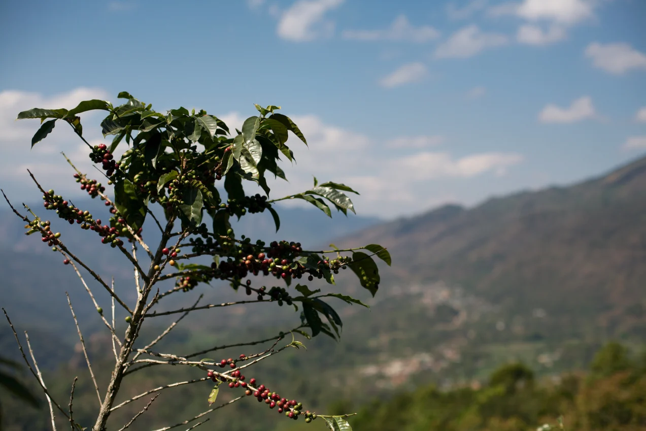 Coffee in high temperatures